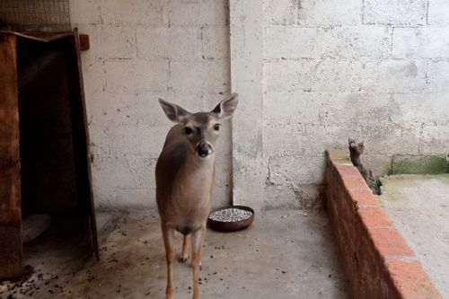 Tenían un venado cola blanca en casita de Toluca; PROFEPA lo rescata